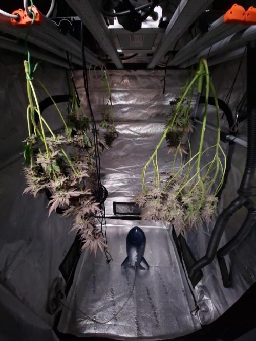 Dry Rocket Test with Candy Hustle by HSC. Week 14
