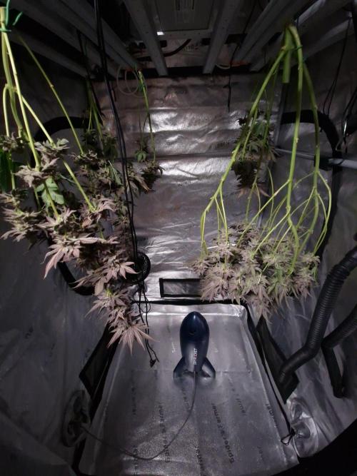 Dry Rocket Test with Candy Hustle by HSC. Week 14
