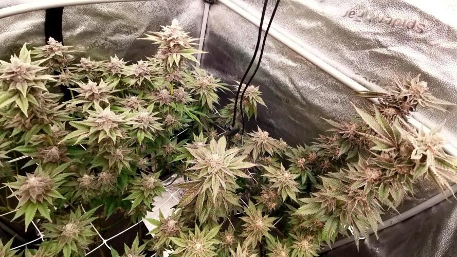 Dry Rocket Test with Candy Hustle by HSC