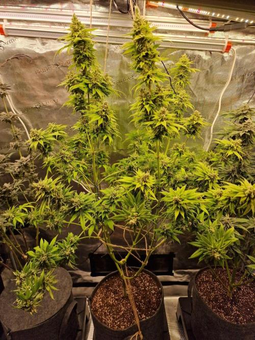 Mango sherbert by HSC. Week 14