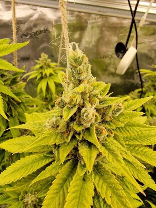 Mango sherbert by HSC. Week 14