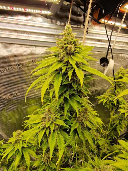 Mango sherbert by HSC. Week 14