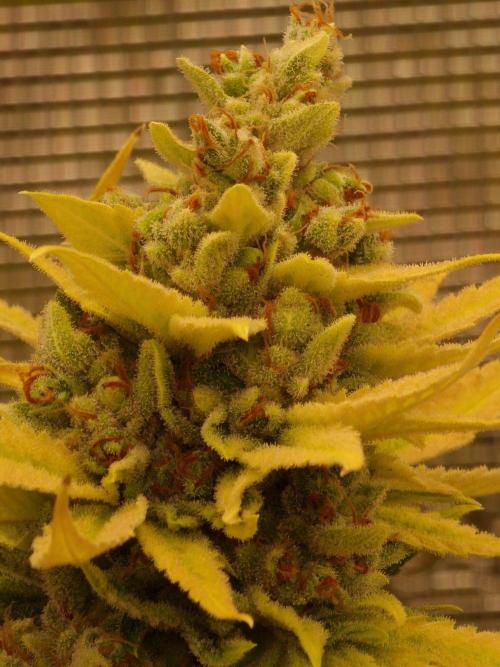 Mango sherbert by HSC. Week 14