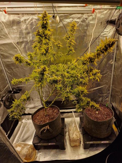 Mango sherbert by HSC. Week 14