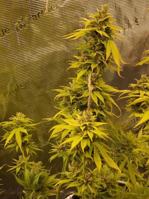 Mango sherbert by HSC. Week 14