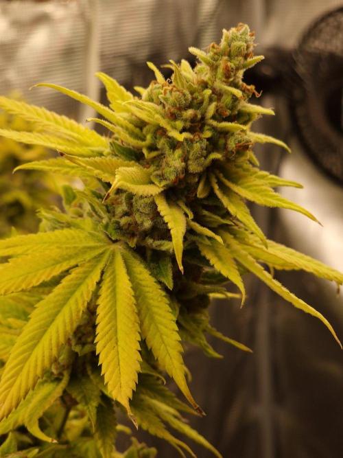 Mango sherbert by HSC. Week 14