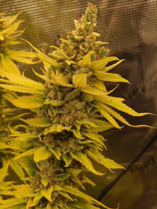 Mango sherbert by HSC. Week 14