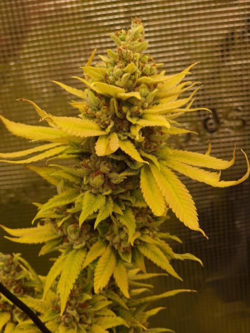 Mango sherbert by HSC. Week 14