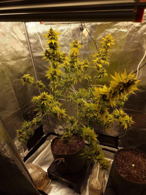 Mango sherbert by HSC. Week 14