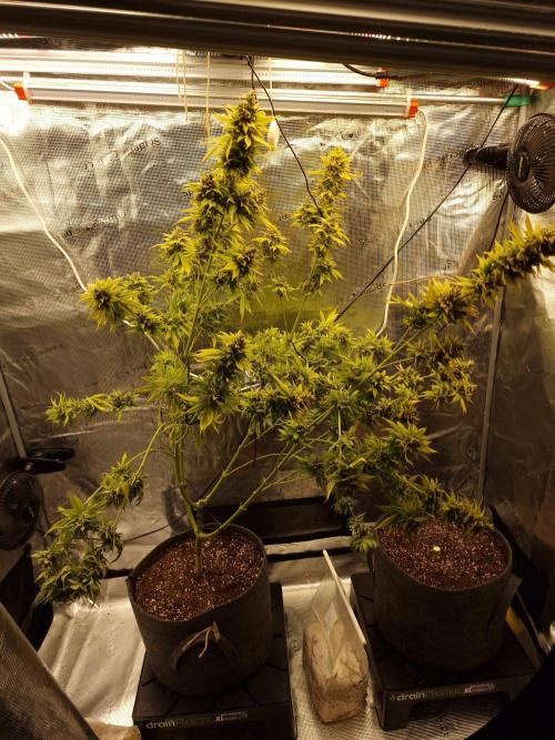 Mango sherbert by HSC. Week 14