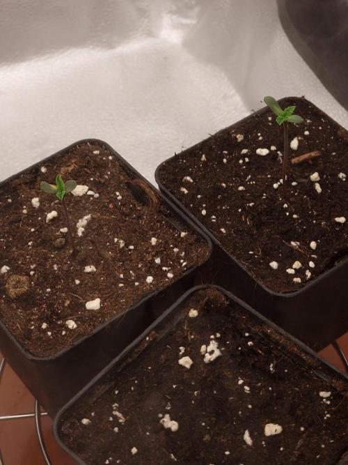 Granny Candy by Humbold Seed Company. Week 0