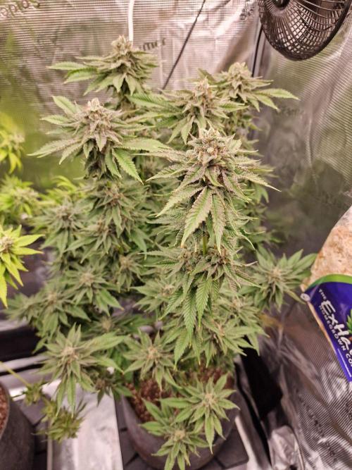 Chicken n’ Wafflez by Humboldt (HSC) #2. Week 14