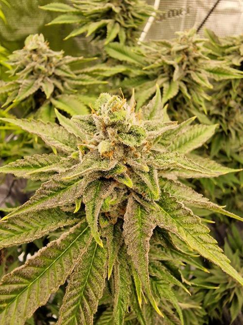 Chicken n’ Wafflez by Humboldt (HSC) #2. Week 14