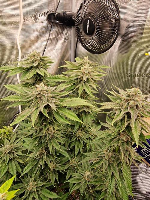 Chicken n’ Wafflez by Humboldt (HSC) #2. Week 14
