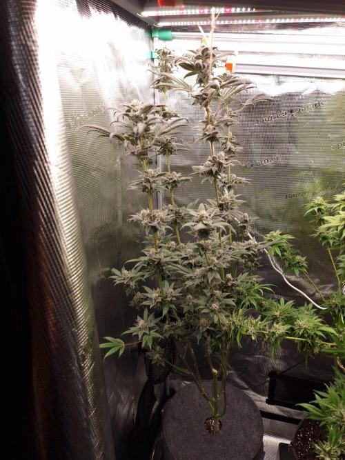 Nutter Budder (free gift) by HSC. Week 14