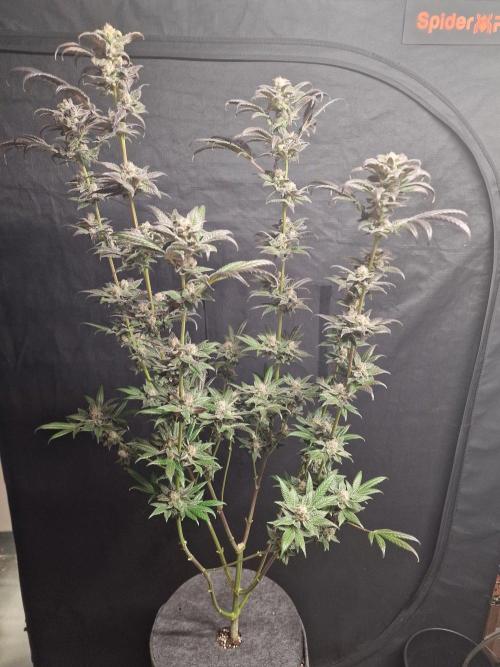 Nutter Budder (free gift) by HSC. Week 14