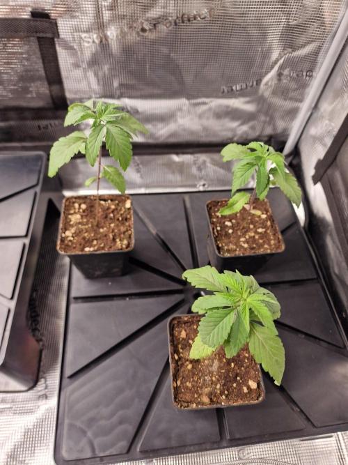 Granny Candy. Week 1