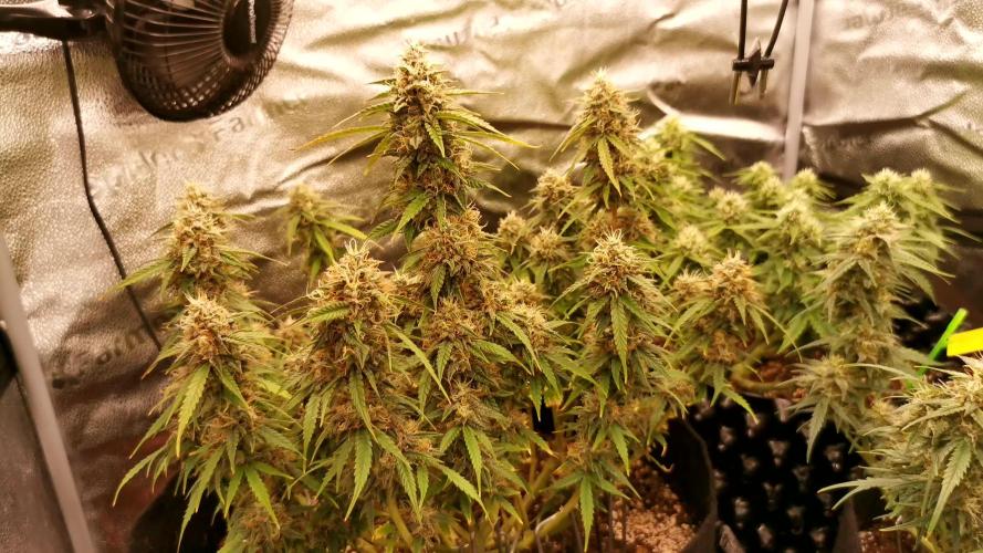 AK XXL Auto (First Grow)