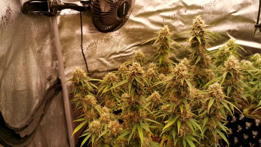 AK XXL Auto (First Grow)