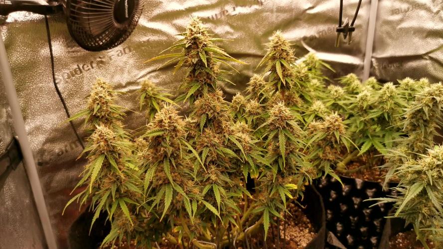 AK XXL Auto (First Grow)