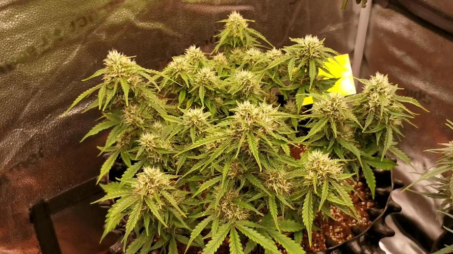 Crystal Candy XL Auto 