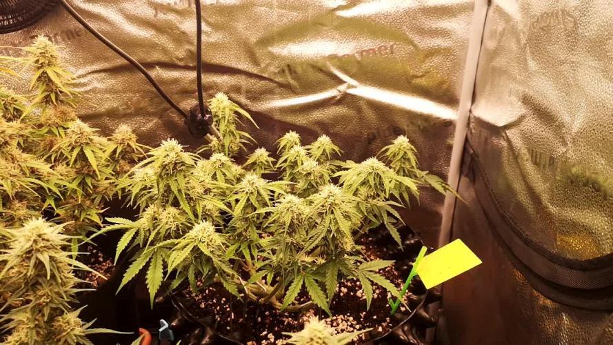 Crystal Candy XL Auto 