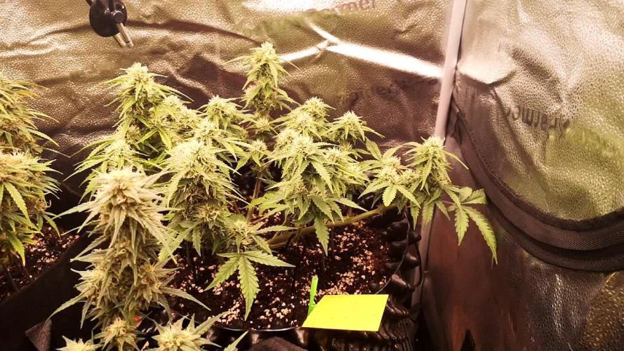 Crystal Candy XL Auto 
