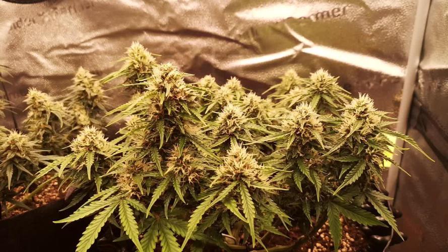 Crystal Candy XL Auto 