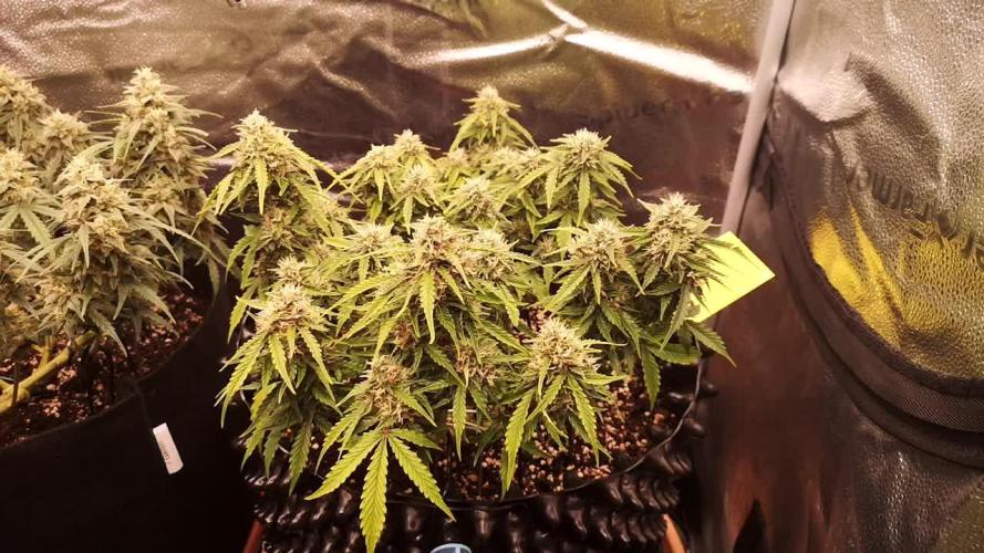 Crystal Candy XL Auto