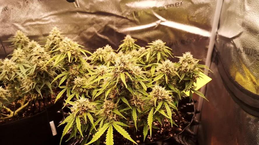 Crystal Candy XL Auto 