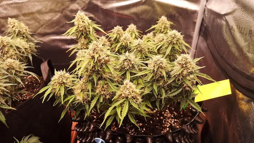 Crystal Candy XL Automatic
