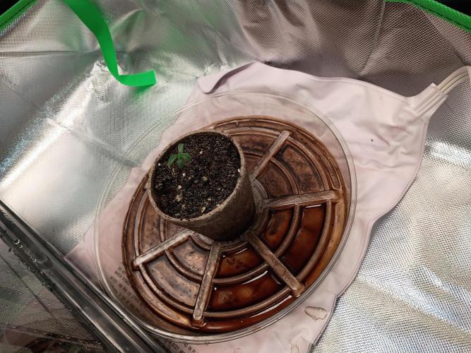 Genius juice . Week 0 - Moved the stretchy girl to a peat cup in soil to support it and feed it 