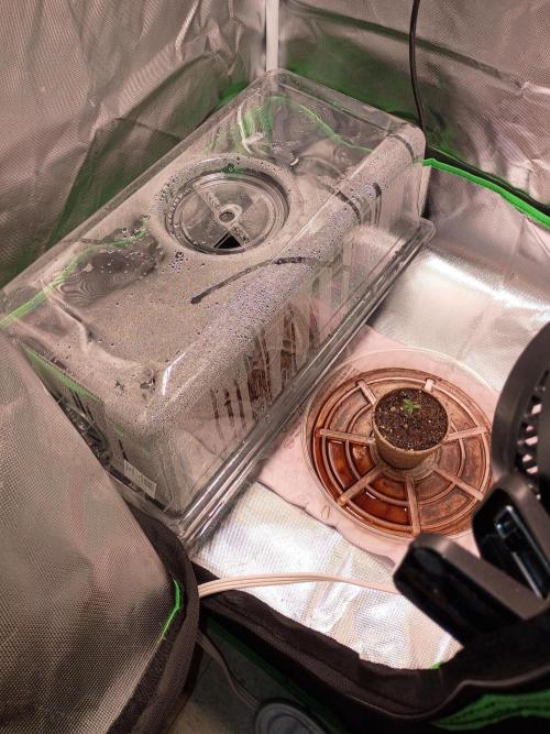 Genius juice . Week 0 - Added a small amount of NPK to the seed starter