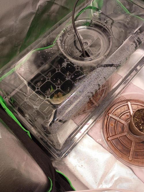Genius juice . Week 0 - Added the air stone hose to the seed starter water for some O2 