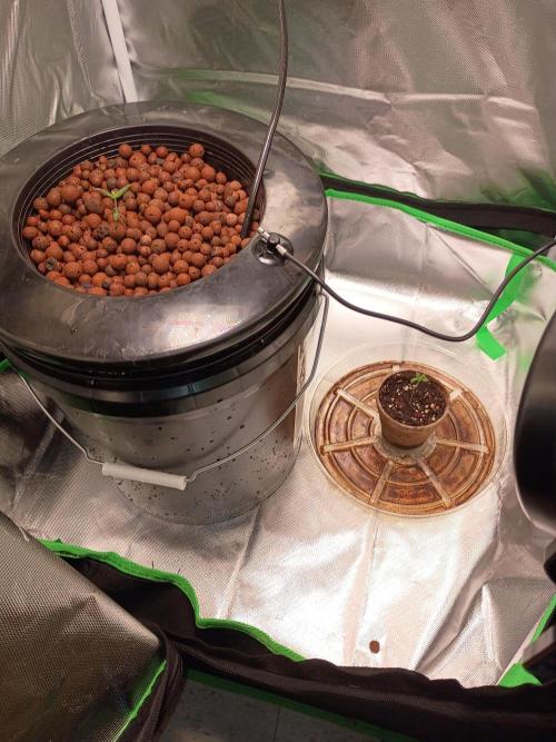 Genius juice . Week 0 - Got her in the bucket 