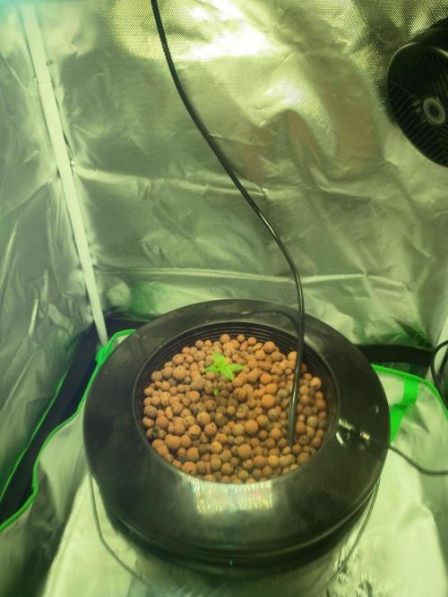 Genius juice . Week 0