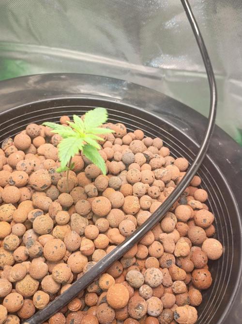 Genius juice . Week 1 - Changing every day