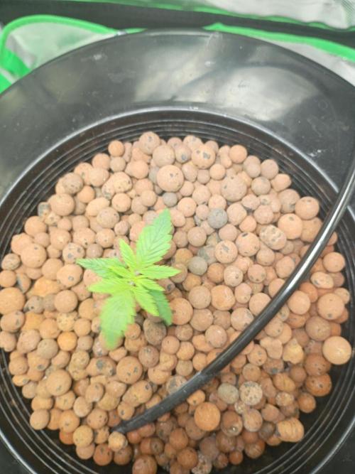 Genius juice . Week 1