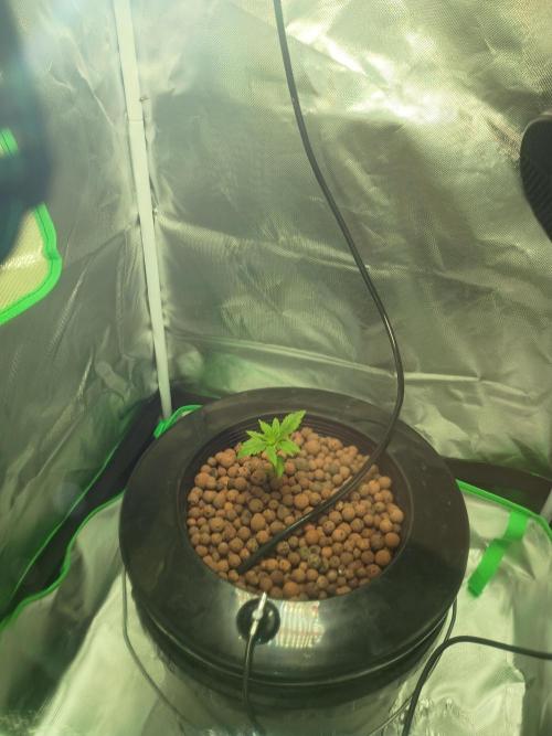 Genius juice . Week 1