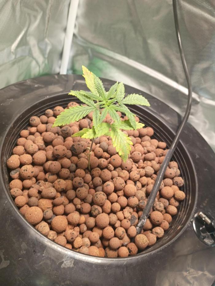 Genius juice . Week 2 - Changed water today, and upped nutrients as per the bottles