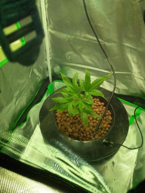 Genius juice . Week 3 - All new growth nice and hreen