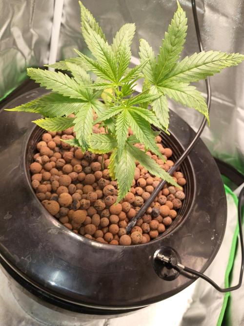 Genius juice . Week 3 - Growth kicked in after upping the nutrients. 