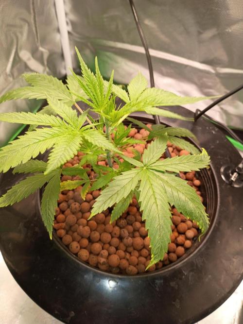 Genius juice . Week 3 - Lots of overnight growth, did a PH adjustment. 