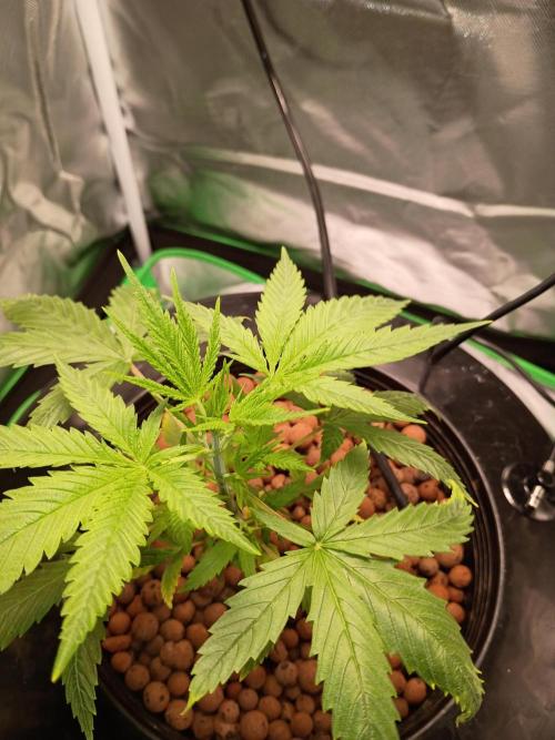 Genius juice . Week 3 - Apacol top