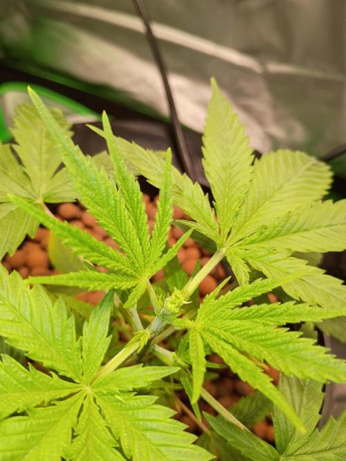 Genius juice . Week 3 - FIM'd top