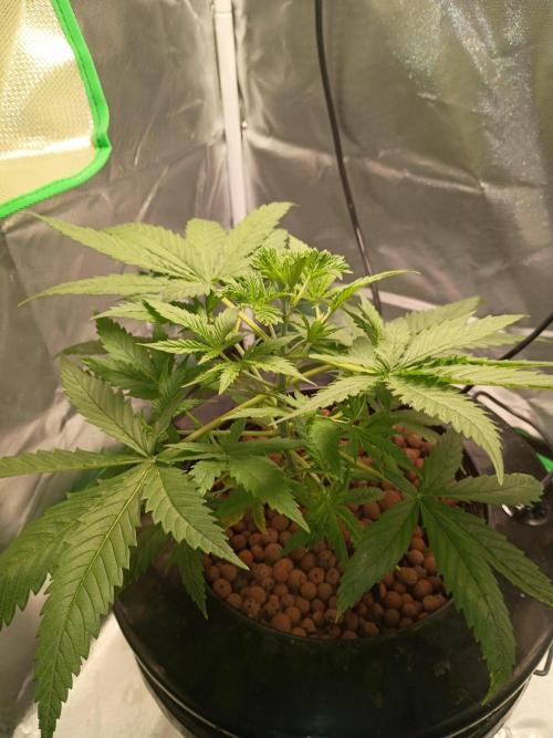 Genius juice . Week 3 - Growing rapidly, changes throughout the day now