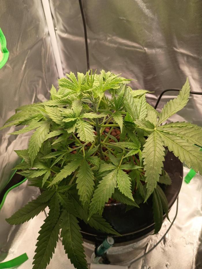 Genius juice . Week 4 - Growing and starting to stink 