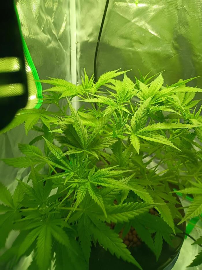 Genius juice . Week 5 - Trimmed up and nutrients switched