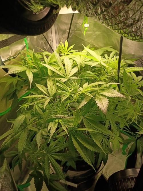 Genius juice . Week 6 - Getting bushy, starting to stink 