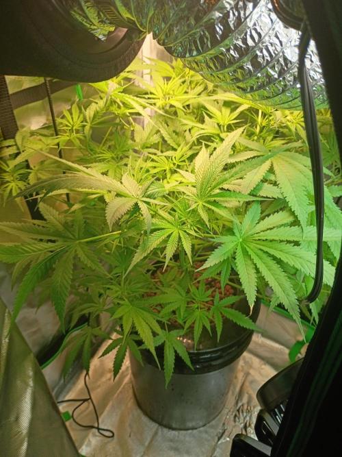 Genius juice . Week 7 - Flower sites starting to show hairs